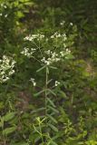 Flowering Spurge, Euphorbia corollata