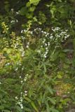 Flowering Spurge, Euphorbia corollata