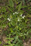 Flowering Spurge, Euphorbia corollata