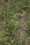 Flowering Spurge, Euphorbia corollata