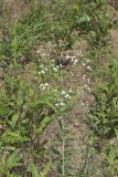 Flowering Spurge, Euphorbia corollata