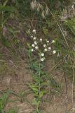 Flowering Spurge, Euphorbia corollata