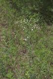 Flowering Spurge, Euphorbia corollata