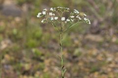 Flowering Spurge, Euphorbia corollata