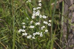 Flowering Spurge, Euphorbia corollata