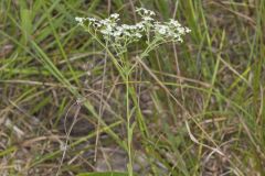 Flowering Spurge, Euphorbia corollata