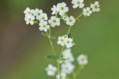 Flowering Spurge, Euphorbia corollata