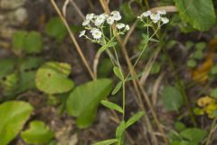 Flowering Spurge, Euphorbia corollata