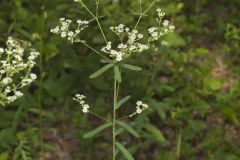 Flowering Spurge, Euphorbia corollata