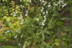 Flowering Spurge, Euphorbia corollata