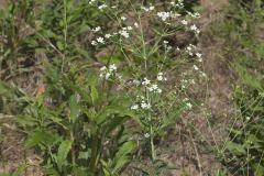 Flowering Spurge, Euphorbia corollata
