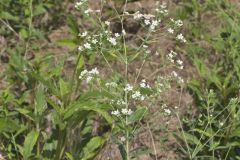 Flowering Spurge, Euphorbia corollata