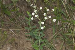 Flowering Spurge, Euphorbia corollata Flowering Spurge, Euphorbia corollata