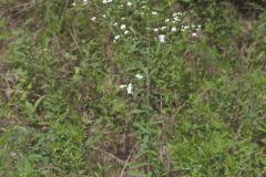 Flowering Spurge, Euphorbia corollata