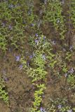 Forked bluecurls, Trichostema dichotomum