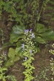 Forked bluecurls, Trichostema dichotomum
