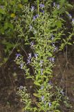 Forked bluecurls, Trichostema dichotomum