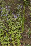 Forked bluecurls, Trichostema dichotomum