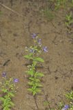 Forked bluecurls, Trichostema dichotomum