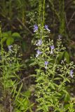 Forked bluecurls, Trichostema dichotomum