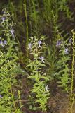Forked bluecurls, Trichostema dichotomum