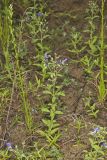Forked bluecurls, Trichostema dichotomum
