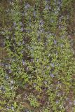 Forked bluecurls, Trichostema dichotomum