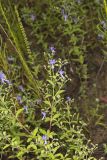 Forked bluecurls, Trichostema dichotomum