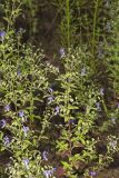 Forked bluecurls, Trichostema dichotomum