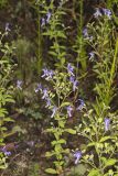 Forked bluecurls, Trichostema dichotomum