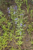 Forked bluecurls, Trichostema dichotomum