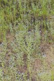 Forked bluecurls, Trichostema dichotomum