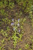 Forked bluecurls, Trichostema dichotomum