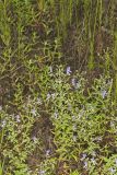 Forked bluecurls, Trichostema dichotomum
