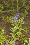 Forked bluecurls, Trichostema dichotomum