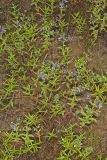 Forked bluecurls, Trichostema dichotomum