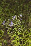 Forked bluecurls, Trichostema dichotomum
