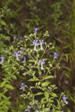 Forked bluecurls, Trichostema dichotomum