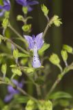 Forked bluecurls, Trichostema dichotomum