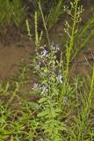 Forked bluecurls, Trichostema dichotomum