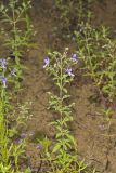 Forked bluecurls, Trichostema dichotomum