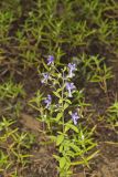 Forked bluecurls, Trichostema dichotomum