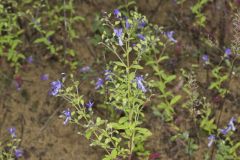 Forked Bluecurls, Trichostema dichotomum