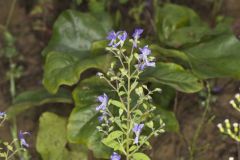 Forked Bluecurls, Trichostema dichotomum