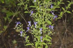 Forked Bluecurls, Trichostema dichotomum