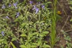 Forked Bluecurls, Trichostema dichotomum