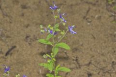 Forked Bluecurls, Trichostema dichotomum