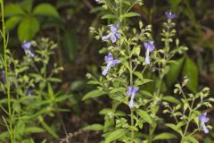 Forked Bluecurls, Trichostema dichotomum