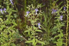 Forked Bluecurls, Trichostema dichotomum