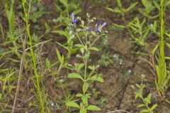 Forked Bluecurls, Trichostema dichotomum